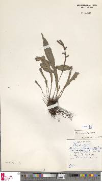 Austroblechnum patersonii subsp. patersonii image