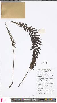 Image of Coryphopteris hubrechtensis