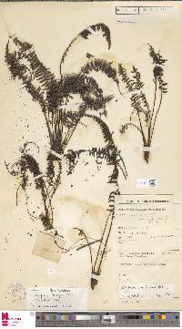 Coryphopteris badia image