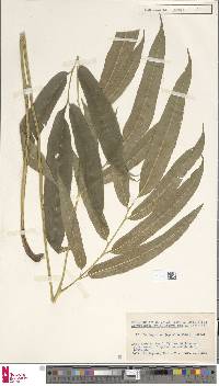 Coniogramme japonica image