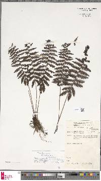 Coryphopteris andreae image