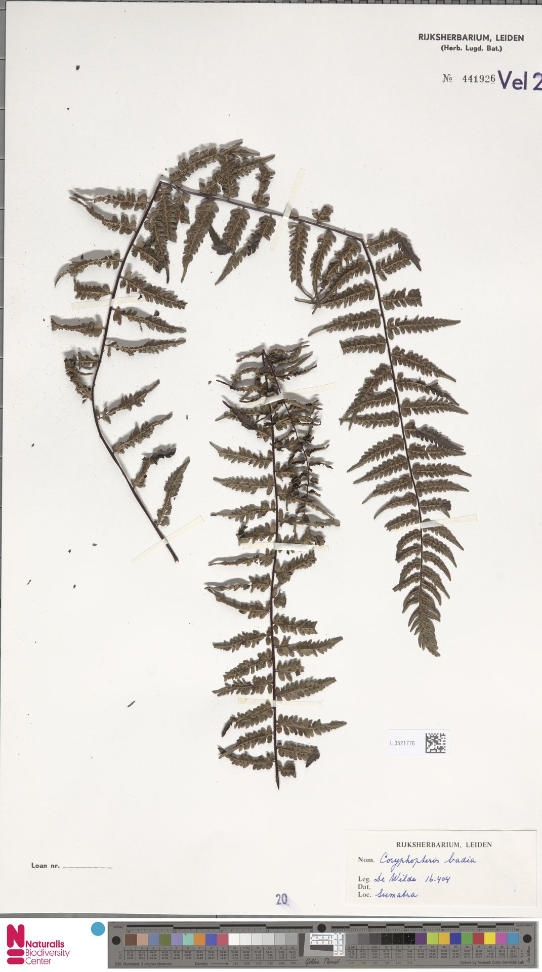 Coryphopteris badia image