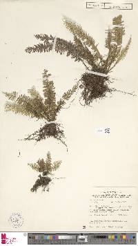 Tomophyllum subsecundodissectum image