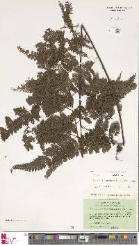 Davallia hymenophylloides image