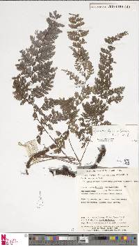 Davallia hymenophylloides image