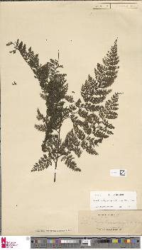 Davallia hymenophylloides image