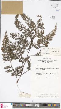 Davallia hymenophylloides image