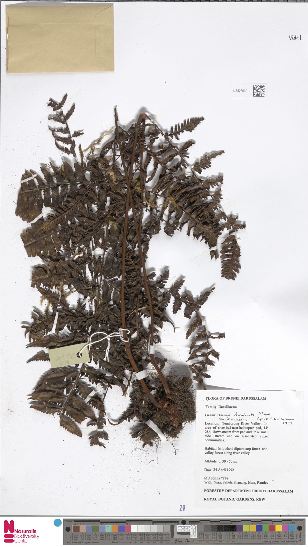 Davallia divaricata image