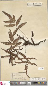 Davallia pentaphylla image