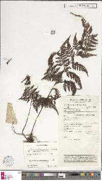 Davallia epiphylla image