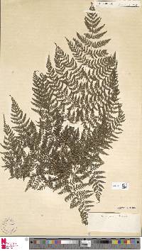 Athyrium scandicinum image