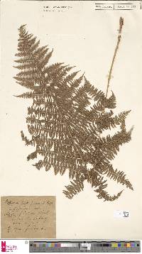 Athyrium delicatulum image