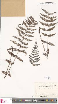 Cystopteris fragilis subsp. fragilis image