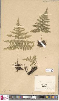Diplazium sibiricum subsp. sibiricum image