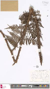 Athyrium scandicinum image