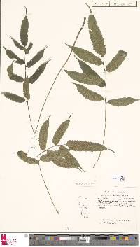 Anisocampium cumingianum image