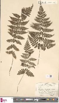 Athyrium tozanense image