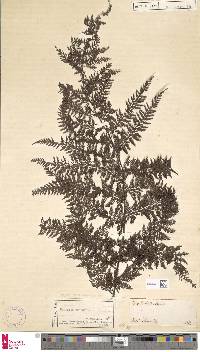 Athyrium scandicinum image