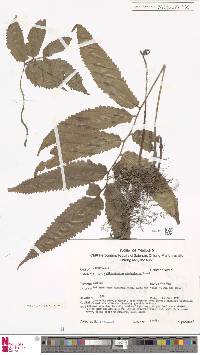 Anisocampium cumingianum image