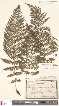 Athyrium distentifolium image