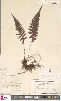 Blechnum appendiculatum image