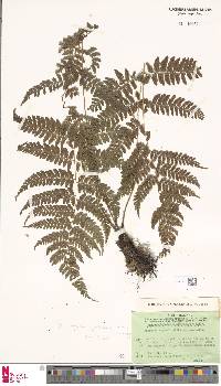 Athyrium appendiculiferum image