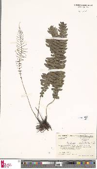Image of Austroblechnum ivohibense