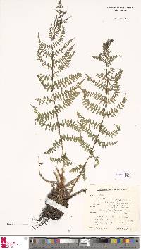 Athyrium distentifolium image