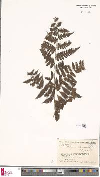 Diplazium arborescens image