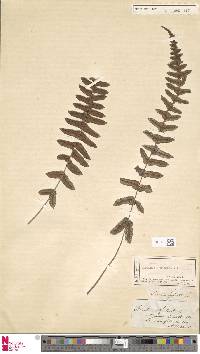 Blechnum occidentale image