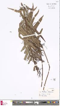 Image of Lomaria oceanica