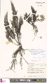 Cephalomanes javanicum var. asplenioides image