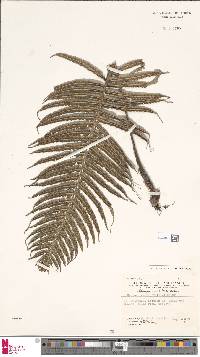 Image of Chingia clavipilosa