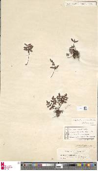 Image of Oeosporangium coriaceum