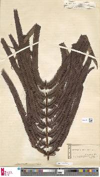 Image of Chingia ferox