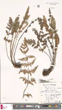 Cheilanthes eckloniana image