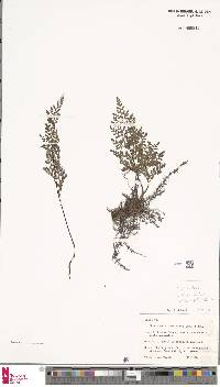 Image of Cheilanthes austrotenuifolia