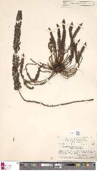 Aleuritopteris papuana image