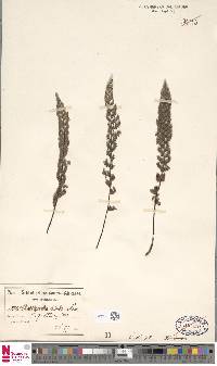 Cheilanthes contracta image