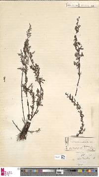Oeosporangium thwaitesii image