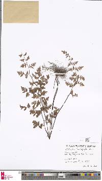 Image of Oeosporangium trichophyllum