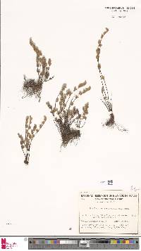 Cheilanthes canescens image