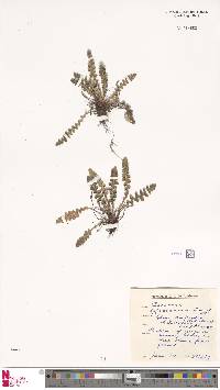 Asplenium ceterach image