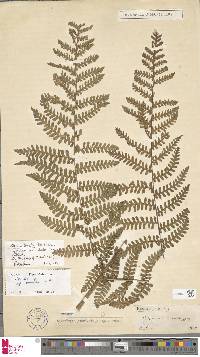 Megalastrum lanatum image