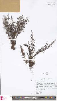 Tomophyllum millefolium image