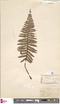 Dryopteris adnata image