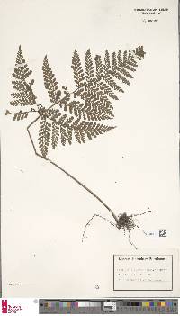 Triplophyllum speciosum image