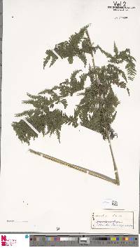 Image of Megalastrum lanuginosum