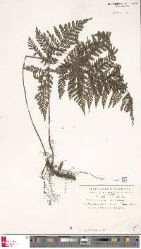 Image of Triplophyllum speciosum