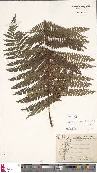 Dryopteris apiciflora image